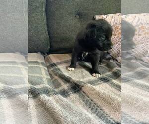 Border Collie-Huskies Mix Dogs for adoption in Princeton, MN, USA