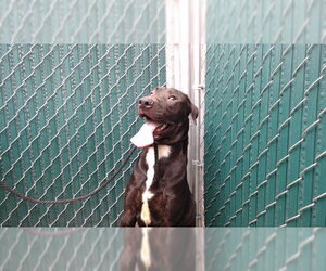 Mutt Dogs for adoption in Downey, CA, USA