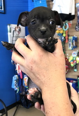 Medium Photo #1 Chiweenie Puppy For Sale in See Website, CA, USA