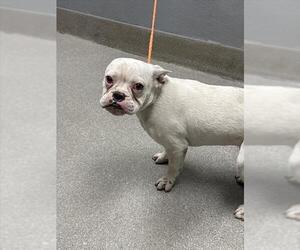 Bulldog-Unknown Mix Dogs for adoption in Las Vegas, NV, USA