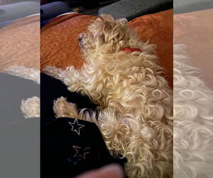 Maltipoo Dogs for adoption in Middlesex, NC, USA
