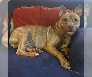 Chinese Shar-Pei Dogs for adoption in St Louis, MO, USA