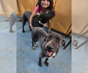 Mutt Dogs for adoption in New York, NY, USA