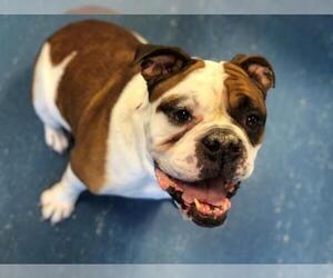 Bulldog Dogs for adoption in Hampton Bays, NY, USA