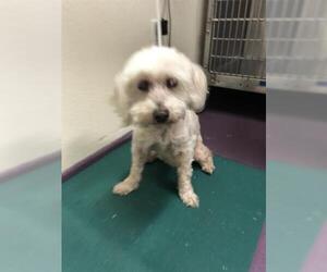 Poochon Dogs for adoption in Placentia, CA, USA