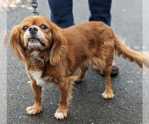 Cockalier Dogs for adoption in Brooklyn Center, MN, USA