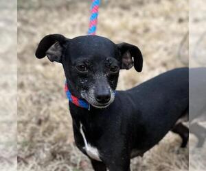 Chihuahua-Unknown Mix Dogs for adoption in Yardley, PA, USA