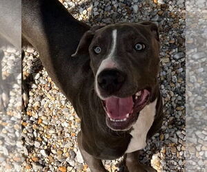 American Pit Bull Terrier Dogs for adoption in Tarboro, NC, USA