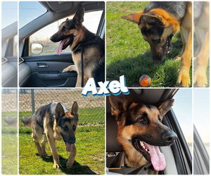 German Shepherd Dog Dogs for adoption in Pierceton , IN, USA
