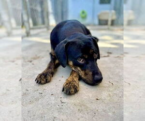 Mutt Dogs for adoption in Mooresville, NC, USA