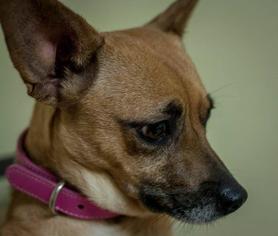 Chi-Corgi Dogs for adoption in Pierceton , IN, USA