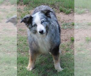 Australian Shepherd Dogs for adoption in Bandera, TX, USA
