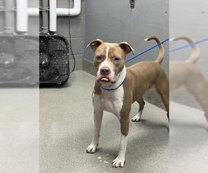 American Pit Bull Terrier-Unknown Mix Dogs for adoption in Las Vegas, NV, USA