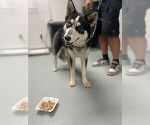Siberian Husky Dogs for adoption in St. Cloud, FL, USA