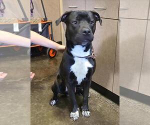 Labrador Retriever-Unknown Mix Dogs for adoption in Rockwall, TX, USA