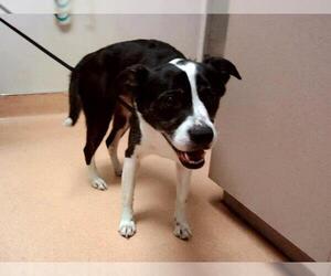 Border Collie-Unknown Mix Dogs for adoption in Martinez, CA, USA