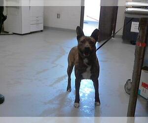 Plott Hound-Unknown Mix Dogs for adoption in Fayetteville, NC, USA