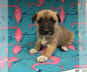 Mutt Dogs for adoption in HESPERIA, CA, USA