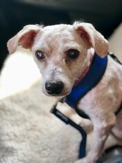 Poodle (Miniature)-Unknown Mix Dogs for adoption in Lockport, IL, USA