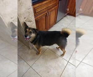 Chow Chow-German Shepherd Dog Mix Dogs for adoption in Queen Creek, AZ, USA