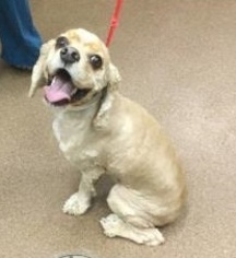 Cocker Spaniel Dogs for adoption in Hudson, WI, USA