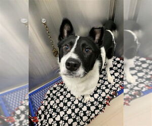 Karelian Bear Dog-Siberian Husky Mix Dogs for adoption in Fairbanks, AK, USA