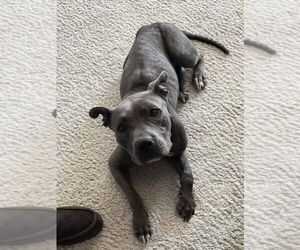American Pit Bull Terrier-Unknown Mix Dogs for adoption in Dana Point, CA, USA
