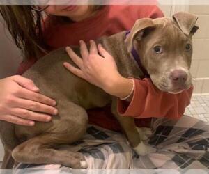 American Pit Bull Terrier Dogs for adoption in Brookeville, MD, USA