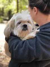 Havanese Dogs for adoption in New York, NY, USA