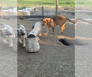 Mutt Dogs for adoption in Calgary, Alberta, Canada