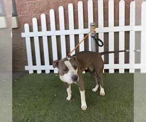 American Pit Bull Terrier-Unknown Mix Dogs for adoption in Modesto, CA, USA