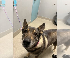 German Shepherd Dog-Unknown Mix Dogs for adoption in Las Vegas, NV, USA