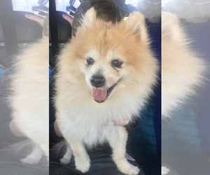 Pomeranian Dogs for adoption in Gulfport, MI, USA