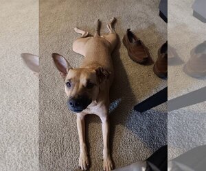 German Shepherd Dog-Unknown Mix Dogs for adoption in Chandler, AZ, USA
