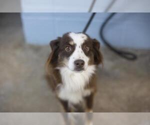 Australian Shepherd-Unknown Mix Dogs for adoption in Mountain Home, AR, USA