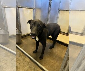 Labrador Retriever-Unknown Mix Dogs for adoption in Pryor, OK, USA