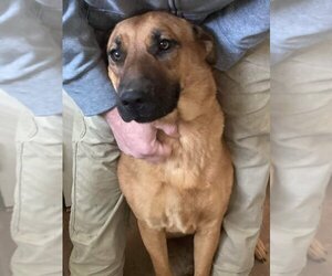 Black Mouth Cur-Unknown Mix Dogs for adoption in FRAMINGHAM, MA, USA