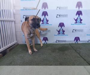 American Pit Bull Terrier-German Shepherd Dog Mix Dogs for adoption in Orlando, FL, USA