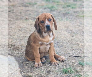 Mutt Dogs for adoption in Vail, AZ, USA