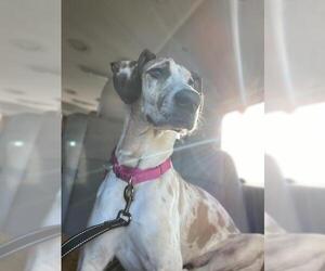 Great Dane Dogs for adoption in Cedar Rapids, IA, USA