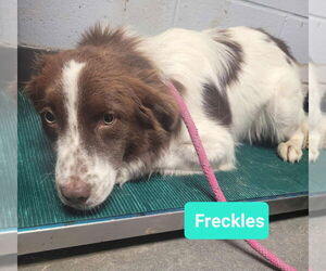 Australian Shepherd Dogs for adoption in Richmond, IN, USA