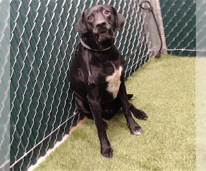 Lab-Pointer Dogs for adoption in Downey, CA, USA