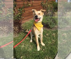 Golden Labrador Dogs for adoption in Newport Beach, CA, USA