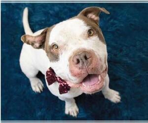 Bullypit Dogs for adoption in Phoenix, AZ, USA