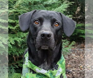 Pointer-Unknown Mix Dogs for adoption in Cookeville, TN, USA