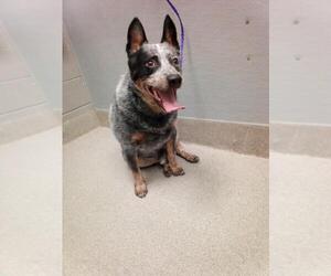 Mutt Dogs for adoption in Las Vegas, NV, USA