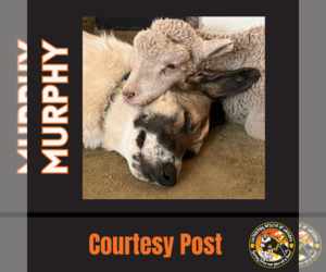 Mutt Dogs for adoption in Chandler, AZ, USA