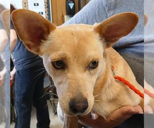 Miniature Pinscher-Unknown Mix Dogs for adoption in Lodi, CA, USA