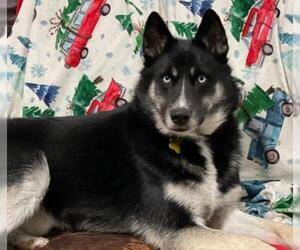 Australian Shepherd-Siberian Husky-Unknown Mix Dogs for adoption in Sandy, UT, USA