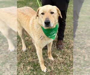 Anatolian Shepherd-Unknown Mix Dogs for adoption in Warrenton, VA, USA